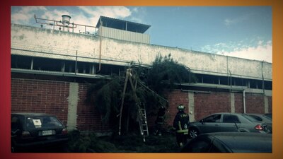 Los fuertes vientos tumbaron un árbol en Iztacalco