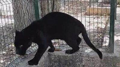 El Parque Zoológico del Centenario resguardará a la Panthera onca macho
