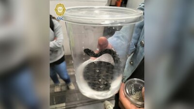 El animal fue llevado a la Brigada de Vigilancia Animal de la SSC