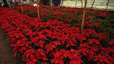 Los precios oscilan entre 40 y 300 pesos, según el tamaño