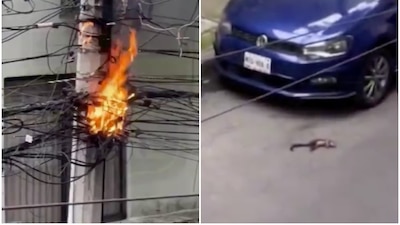 La ardilla sucumbió ante la descarga eléctrica y terminó en el suelo