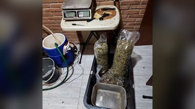 En el lugar había básculas y material para el procesamiento de mariguana