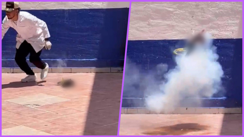 Estudiantes de Criminología hacen explotar un gatito con pirotecnia en su cuerpo en Guanajuato