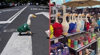 Euforia por ‘Merlín’, el pato mundialista que vende aguas, llegó hasta Vancouver