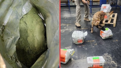 ¡La escondieron como “moringa”! Aseguran 8 kilos de hojas de coca en el AICM