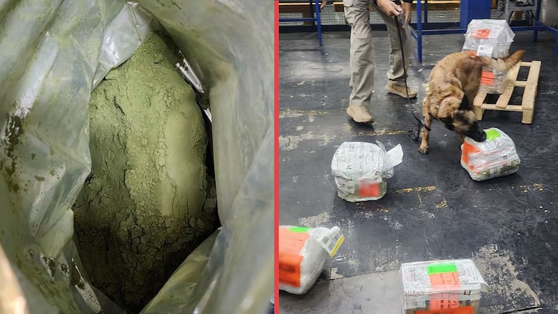 ¡La escondieron como suplemento “moringa”! Aseguran 8 kilos de hojas de coca en el AICM