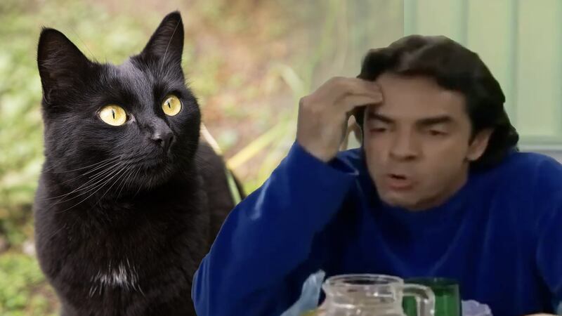 ¿Por qué no eres un gatito normal? Regina Blandón es viral por esta razón