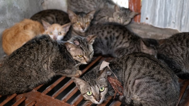 Yucatán suma 2 gatitos y 121 perritos afectados por el gusano barrenador