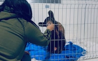 Osa ‘Mina’ muestra recuperación sorprendente tras 52 días de cuidados intensivos
