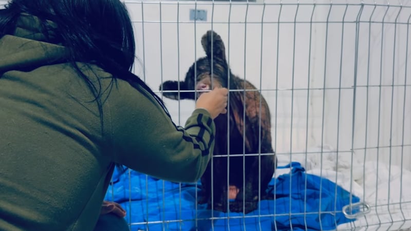 Osa ‘Mina’ muestra recuperación sorprendente tras 52 días de cuidados intensivos