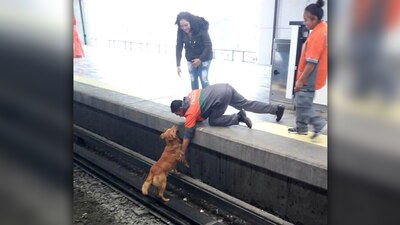 Esta es la foto que se ha difundido en las redes sociales del perrito