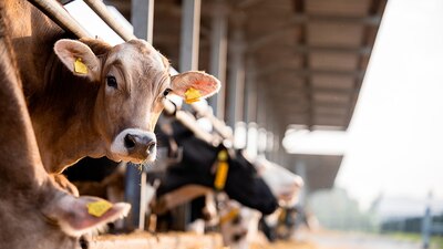 La OMS analiza detenidamente los casos de gripe aviar en Estados Unidos