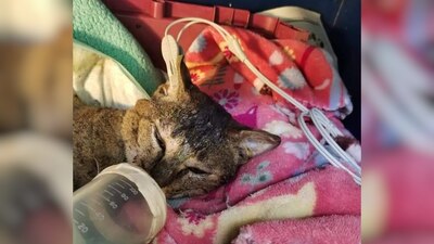 Cartoncito está siendo atendido por una especialista veterinaria