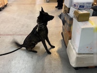 Decomisan un kilo de fentanilo proveniente de Asia y valuado en 20 mdd, en el AICM