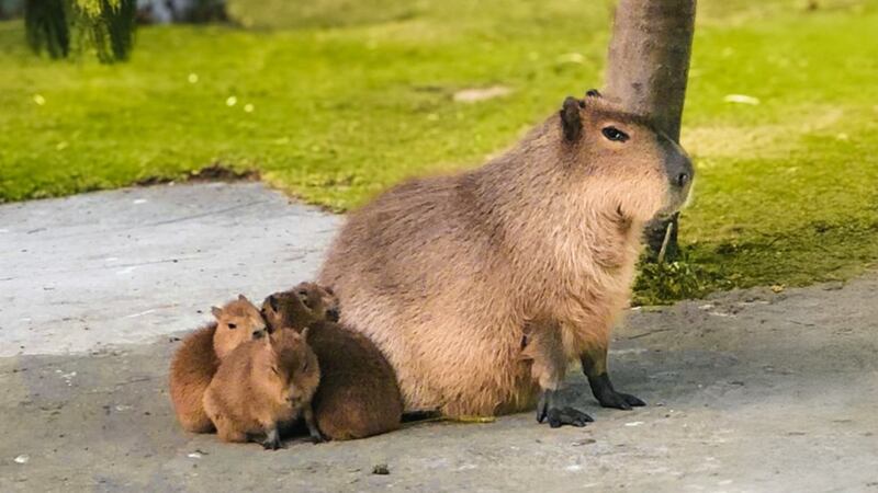 FOTOS: Zacango celebra el nacimiento de 4 capibaras y más de 120 animales
