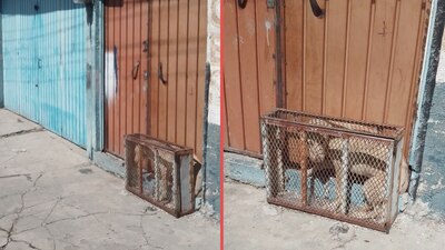 Vecinos de la zona piden a gobierno apoyo para rescatar al perrito