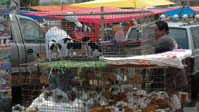 La ley establece que no se podrá vender ningún tipo de animal vivo