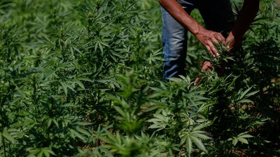 Nunca nos había pasado cosecharla y tenerla encostalada”, dice María, quien cultiva marihuana en Badiraguato, Sinaloa