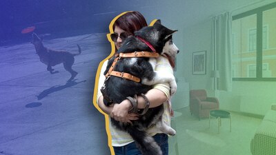 Si tienes perro es vital que cheques todo lo que debe tener tu nuevo hogar