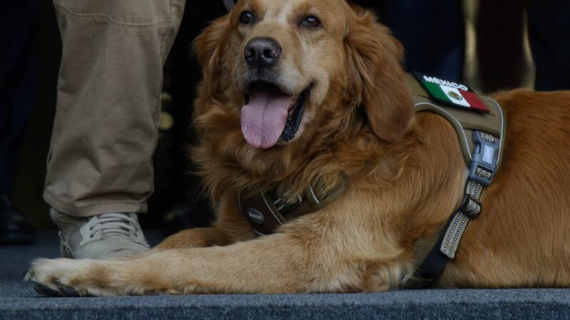 ¡Gracias 'lomito'! Jubilan a Lucas, perrito vigilante en la Cámara de Diputados