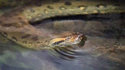 Según los investigadores el animal estaba sano, pero investigan las causas de la muerte