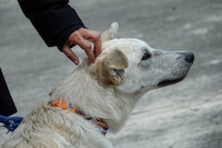 Campeche contempla multas y hasta cárcel para quien maltrate a perritos con pirotecnia