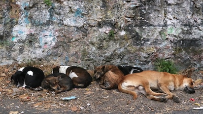 Turquía enfrenta un serio problema con la población de perros de calle