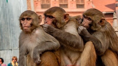 Escaparon de un complejo utilizado para investigación médica en Carolina del Sur, en EU