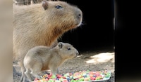 Nace bebé capibara en Bioparque Estrella de Nuevo León; invitan a la ciudadanía a visitarla