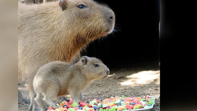 Nace bebé capibara en Bioparque Estrella de Nuevo León; invitan a la ciudadanía a visitarla