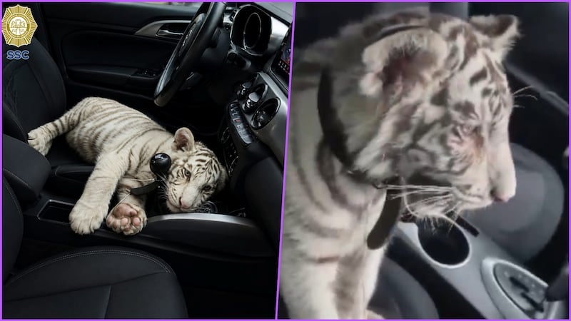 Detienen a hombre que viajaba con una cría de tigre blanco en la Central de Abasto de CDMX
