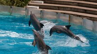 Profepa investiga muerte de delfines en Hotel Barceló por presunto maltrato