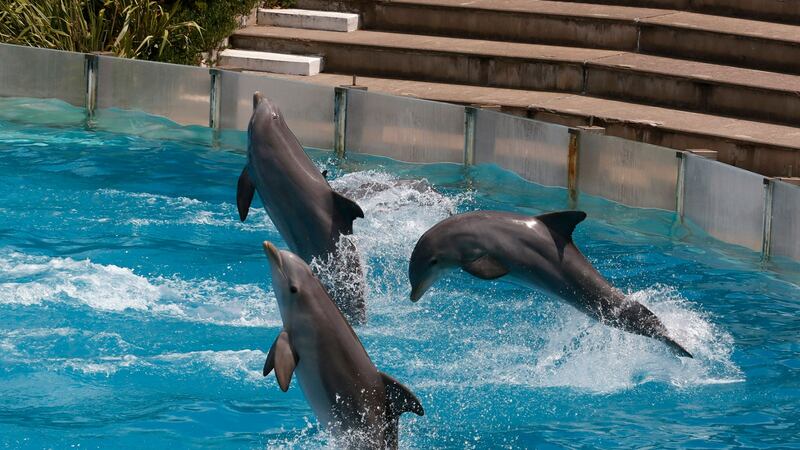 Profepa investiga muerte de delfines en Hotel Barceló por presunto maltrato