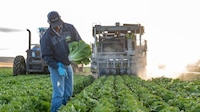 ¡Falso positivo! FDA descarta a lechugas mexicanas como origen del brote de diarrea explosiva