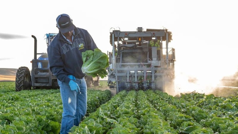 ¡Falso positivo! FDA descarta a lechugas mexicanas como origen del brote de diarrea explosiva