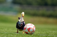 En su regreso a la Primera División, Atlante anuncia el fichaje del pato ‘Merlín’