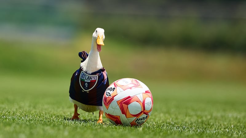 En su regreso a la Primera División, Atlante anuncia el fichaje del pato ‘Merlín’