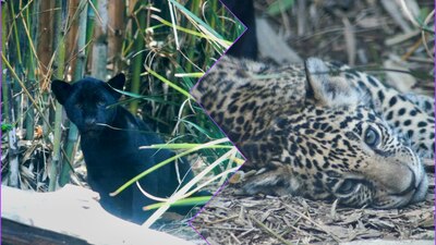 Nacieron 3 crías de jaguar que esperan recibir un nombre resultado de las votaciones