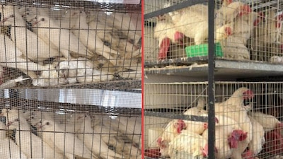 En Ecatepec encontraron a más de 700 animales enjaulados.