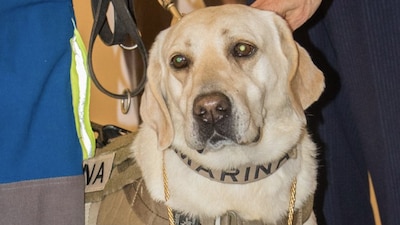 En su nueva vida, la labrador tiene una dieta convencional de acuerdo a su edad