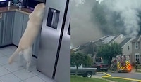 VIDEO: Perrito activa tostadora y desata incendio en su hogar