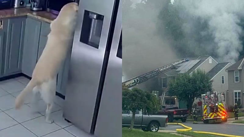 VIDEO: Perrito activa tostadora y desata incendio en su hogar