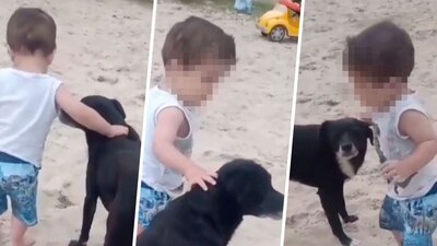 El pequeño de 3 años no dudo en intentar caminar con la ayuda de su 'lomito'