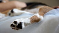 Sigue el maltrato animal en Guanajuato: reportan envenenamiento masivo de perritos