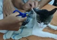 ¿’Narcogato’? Capturan a ‘michi’ que era usado para ingresar droga a un penal