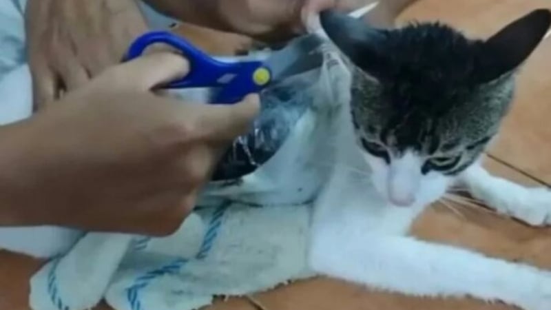 ¿’Narcogato’? Capturan a ‘michi’ que era usado para ingresar droga a un penal