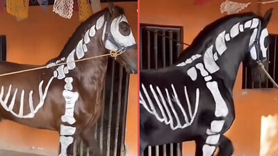 Usuarios de redes sociales celebraron el hecho y otros cuestionaron si no les hacía daño