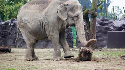 Esta elefanta perteneció a un circo antes de llegar al zoológico