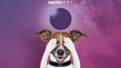 Los animalitos podrían sentir curiosidad por el evento