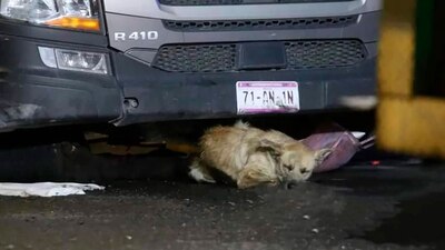 El perrito custodió el lugar donde yacía el cuerpo de su dueño